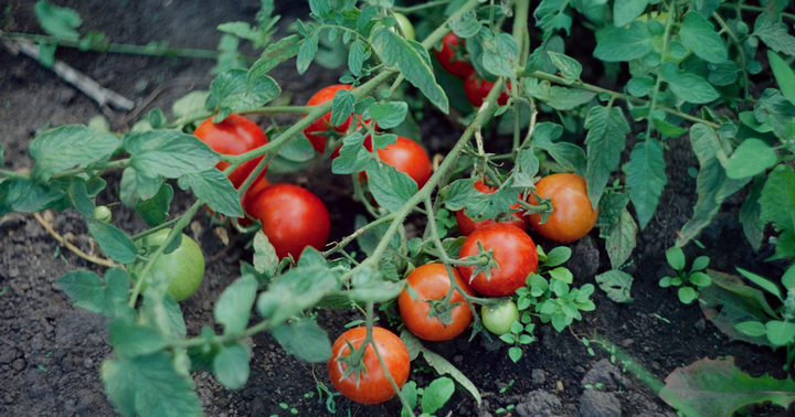 Should You Top Tomato Plants? It Depends