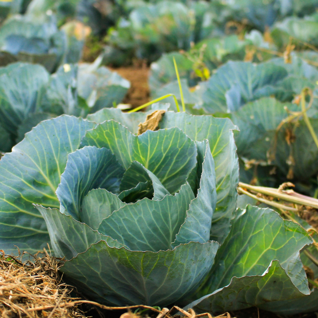 Cabbage not forming heads? Here's why.