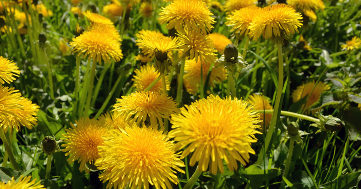 dandelion field