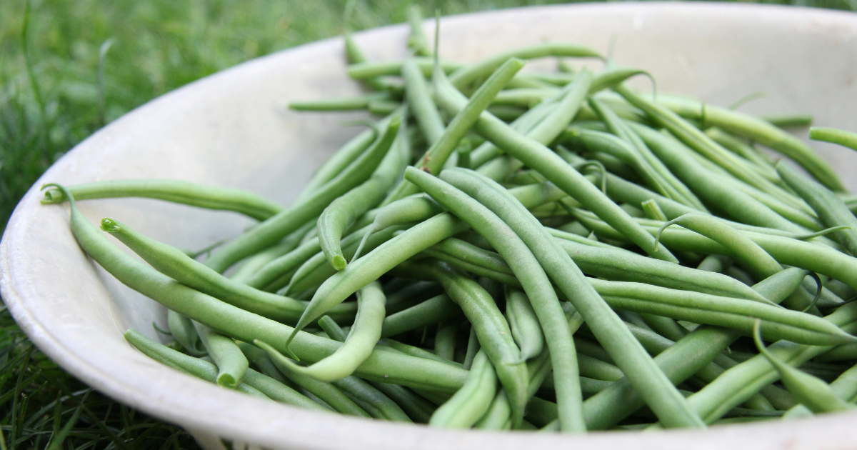 How To Grow And Pick Green Beans