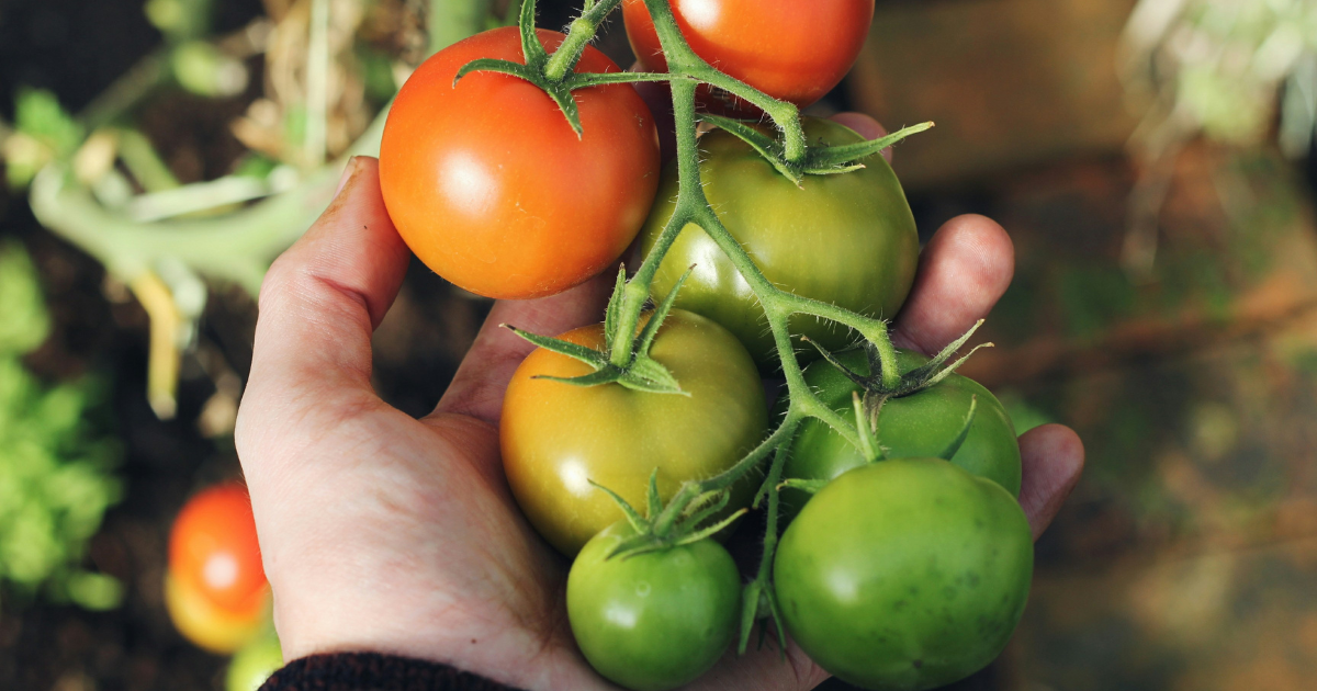 Keep Your Tomatoes From Getting Blossom End Rot