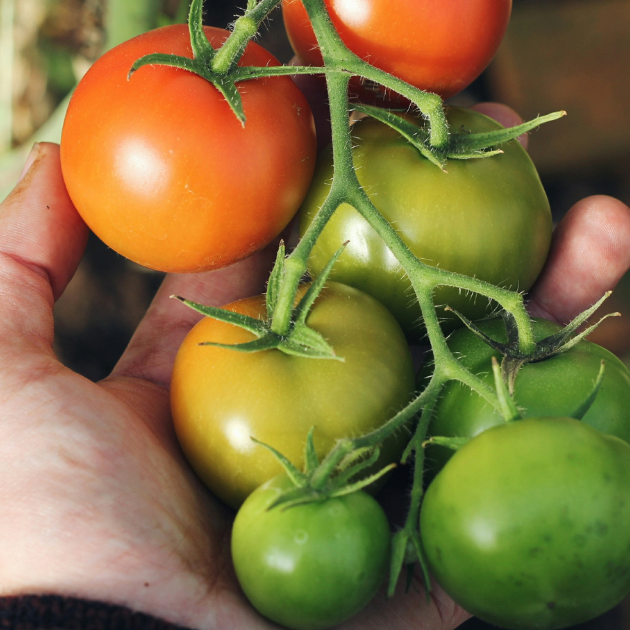 Keep Your Tomatoes From Getting Blossom End Rot