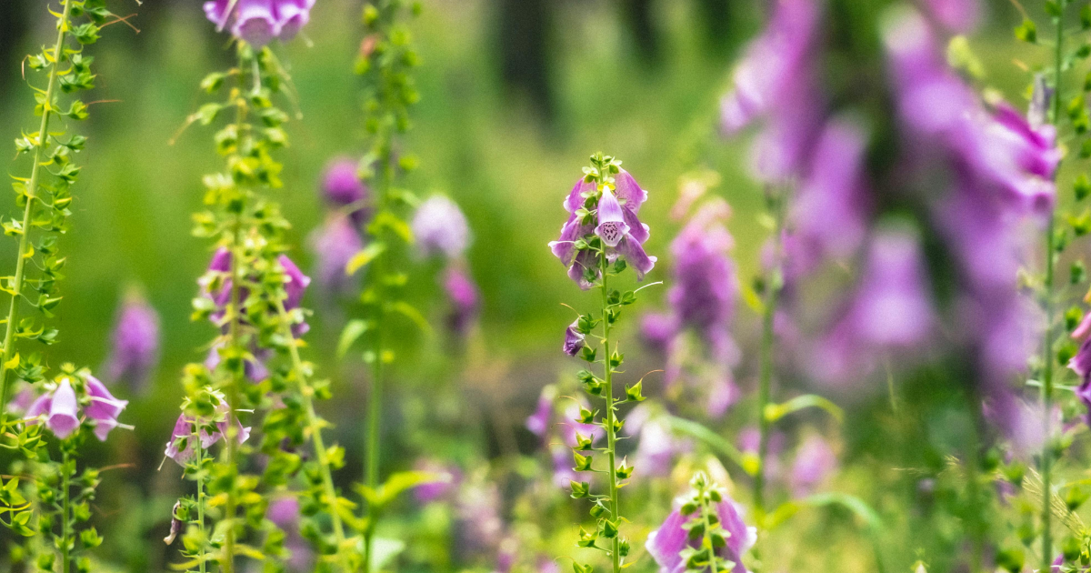 12 Deer And Rabbit-Resistant Plants