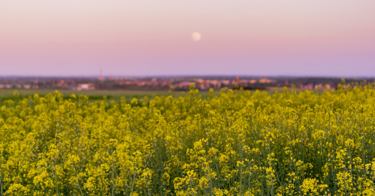 How to Plant Your Garden According to the Moon Signs