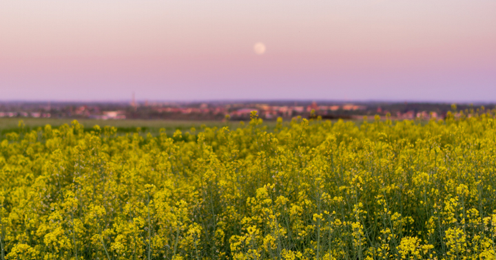 How to Plant Your Garden According to the Moon Signs