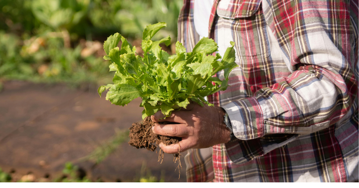 Cut & Come Again Lettuce Varieties — The Difference Between Head And Leaf Types