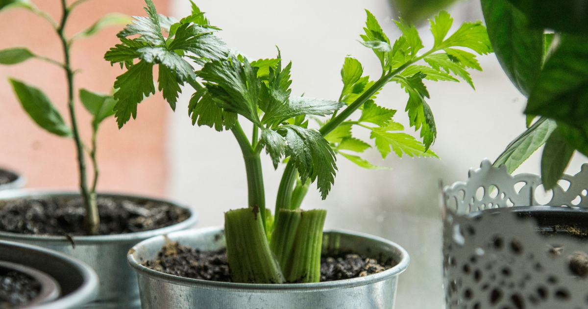 celery plant growing