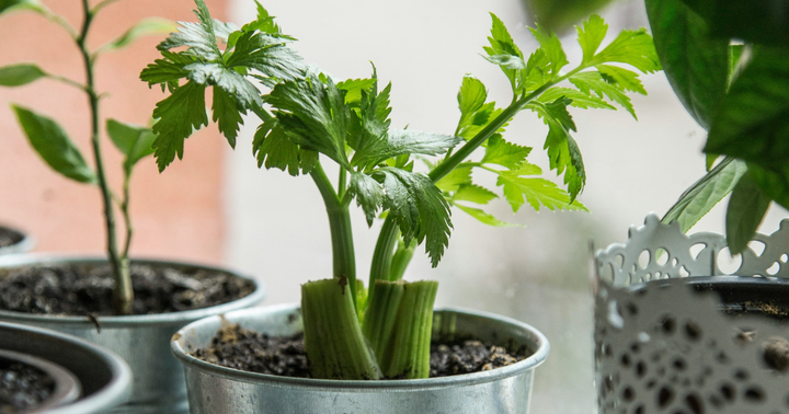 celery plant growing