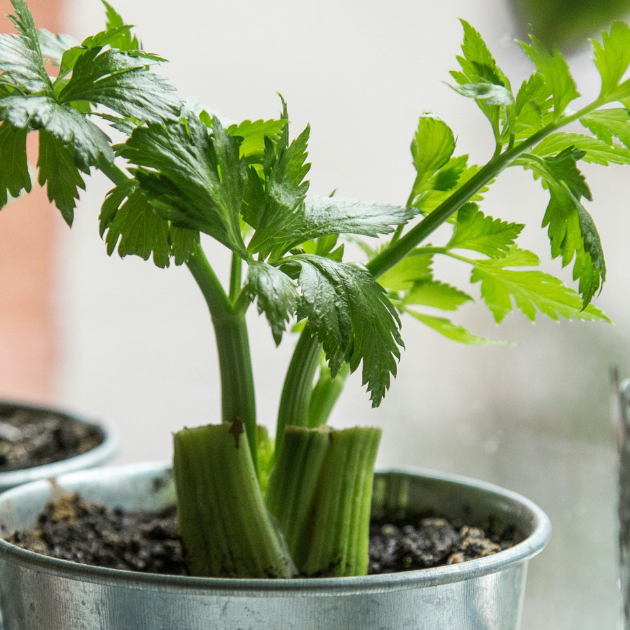 celery plant growing