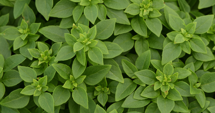 Holiday Herbs: The Winter Herb Garden