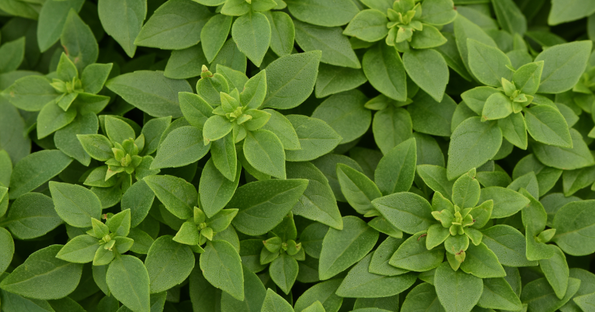 Holiday Herbs: The Winter Herb Garden