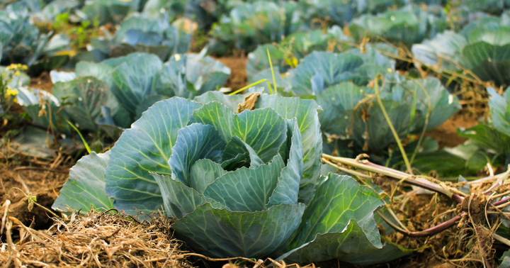 Cabbage not forming heads? Here's why.