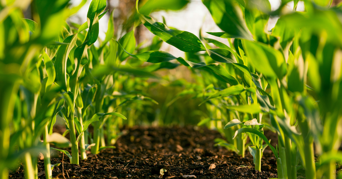 corn growing from soil
