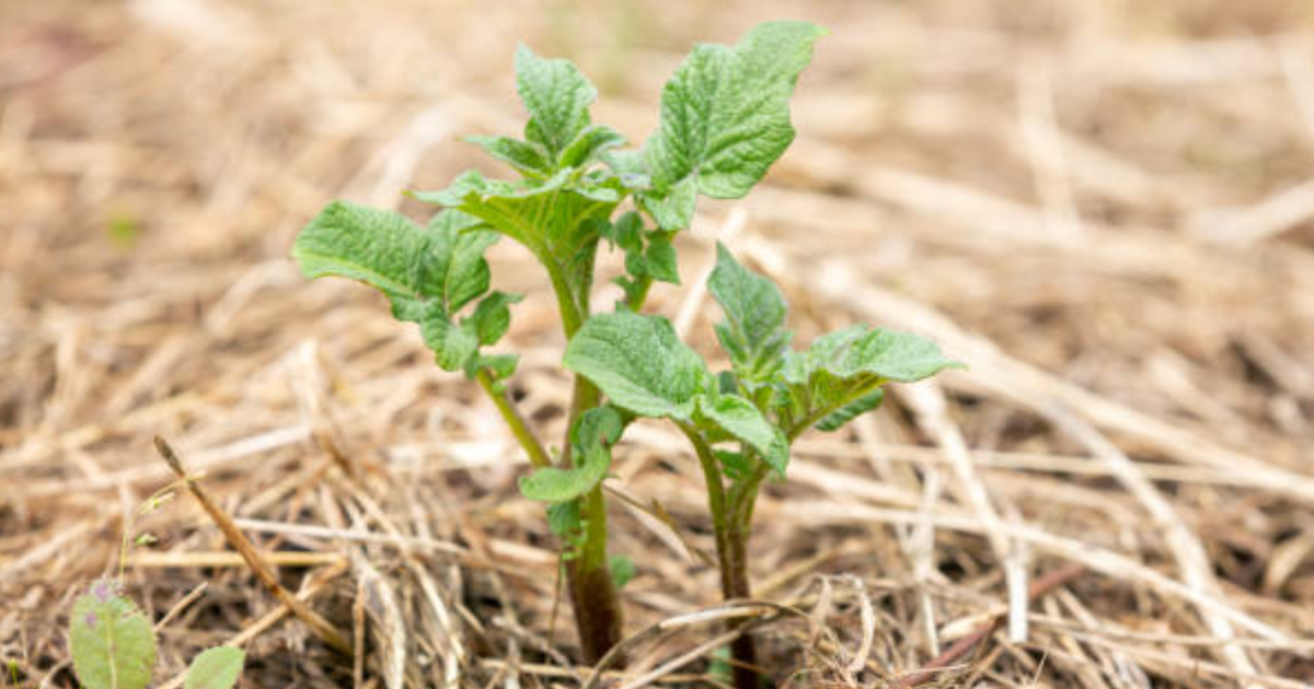 Straw bale gardening a cheap and easy way to grow — Seeds 'n Such
