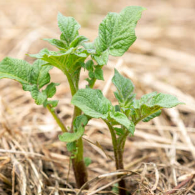 Straw bale gardening: a cheap and easy way to grow