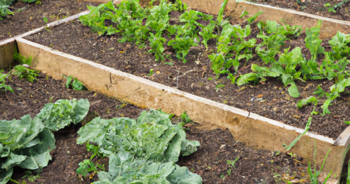 Hugelkultur: What It Is and Why You Should Transition to Mounded Beds