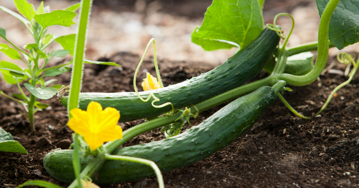 9 Of Our Favorite Cucumber Varieties + Do’s And Don’ts For Pruning Cucumbers