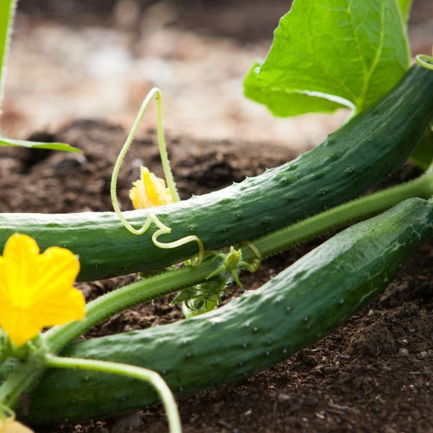 9 Of Our Favorite Cucumber Varieties + Do’s And Don’ts For Pruning Cucumbers