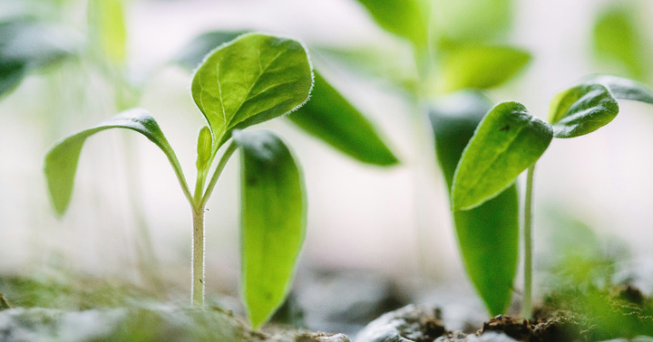 Can You Fix Leggy Seedlings? Here's How (And What Causes It).