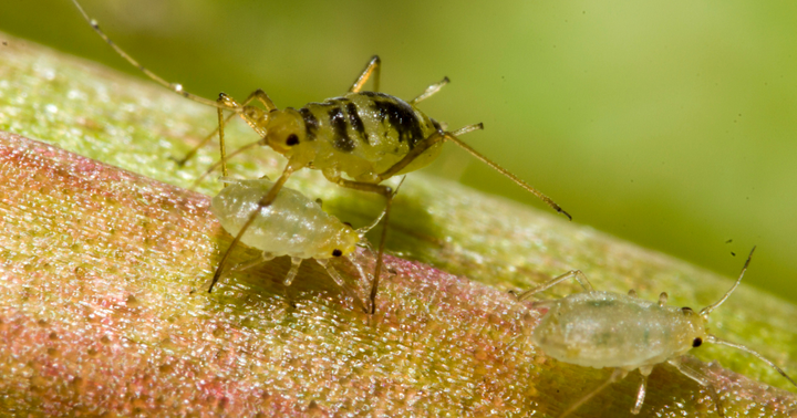 Thrips, Fungus Gnats, And Aphids, Oh My