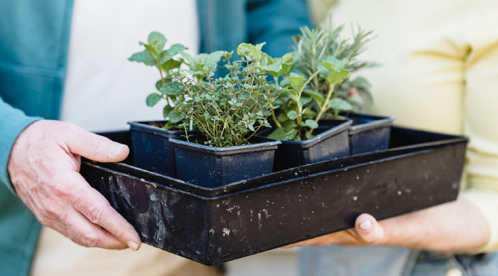 8 Perfect Companion Plantings