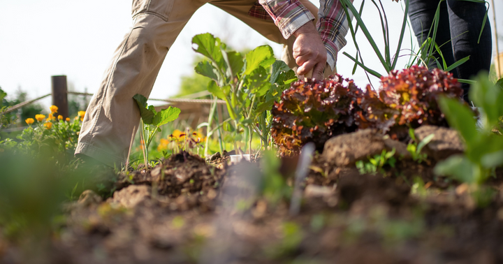 Putting the Garden to Bed: A Step-By-Step Guide to Winterizing Your Vegetable Garden