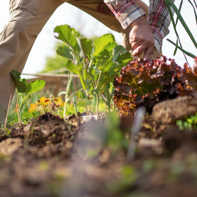 Putting the Garden to Bed: A Step-By-Step Guide to Winterizing Your Vegetable Garden