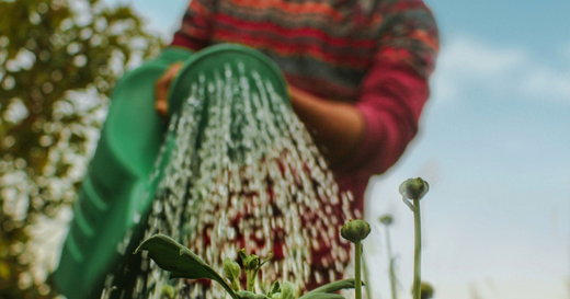 7 Exciting Garden Trends to Watch for in 2025