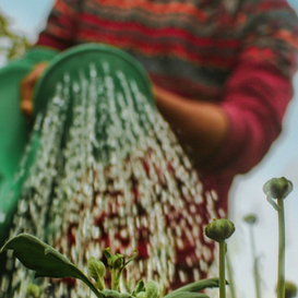 7 Exciting Garden Trends to Watch for in 2025