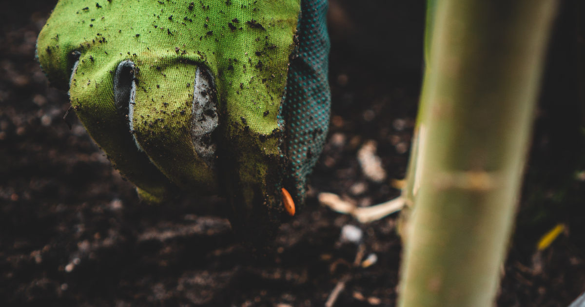 5 Reasons You Should Grow Heirloom Seeds