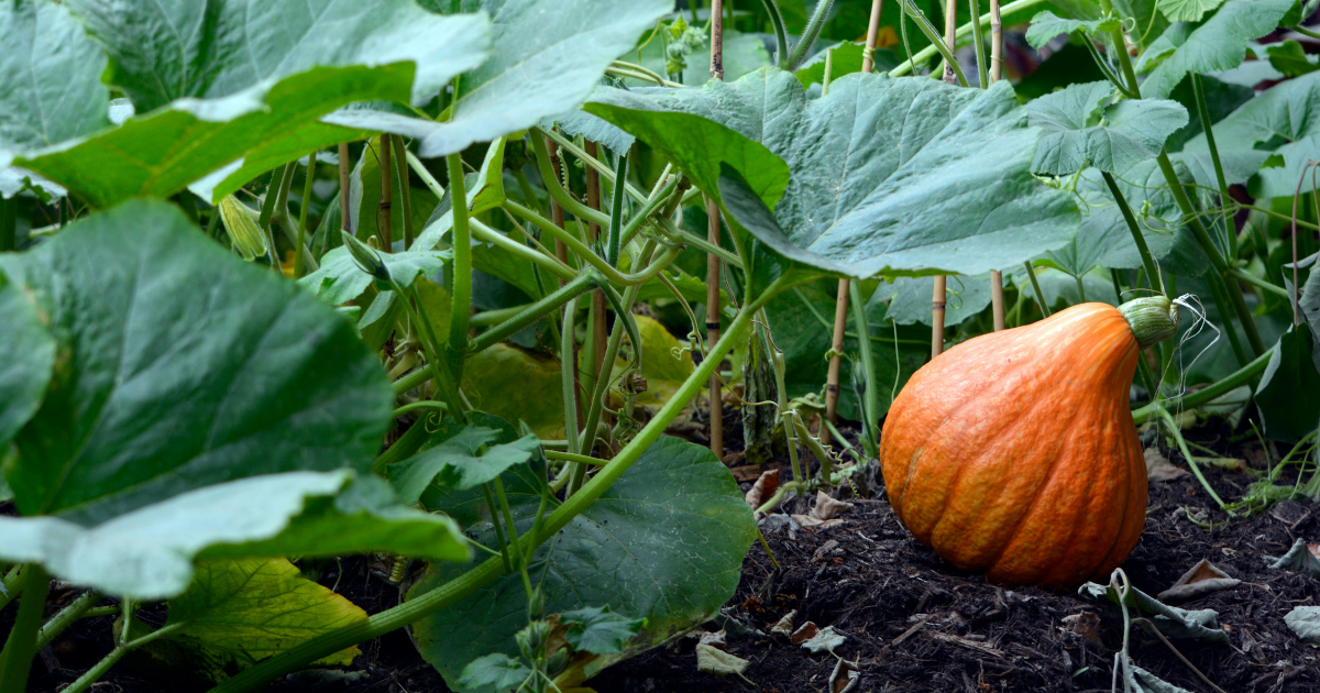 pumpkin growing in a garden