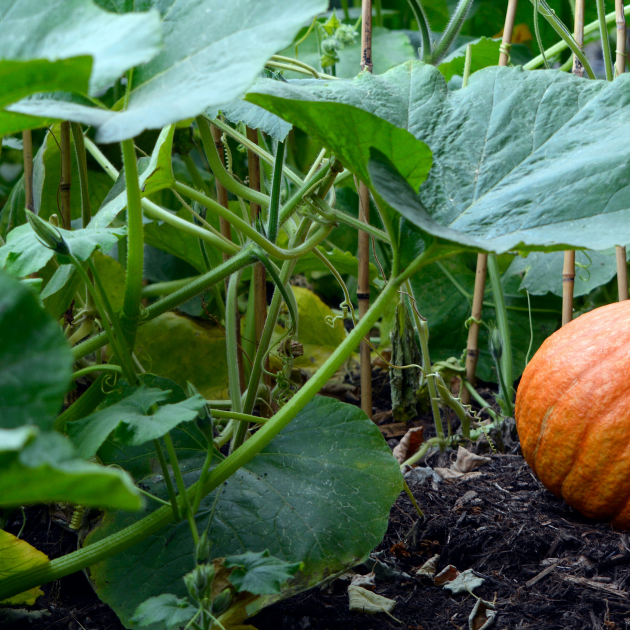 pumpkin growing in a garden