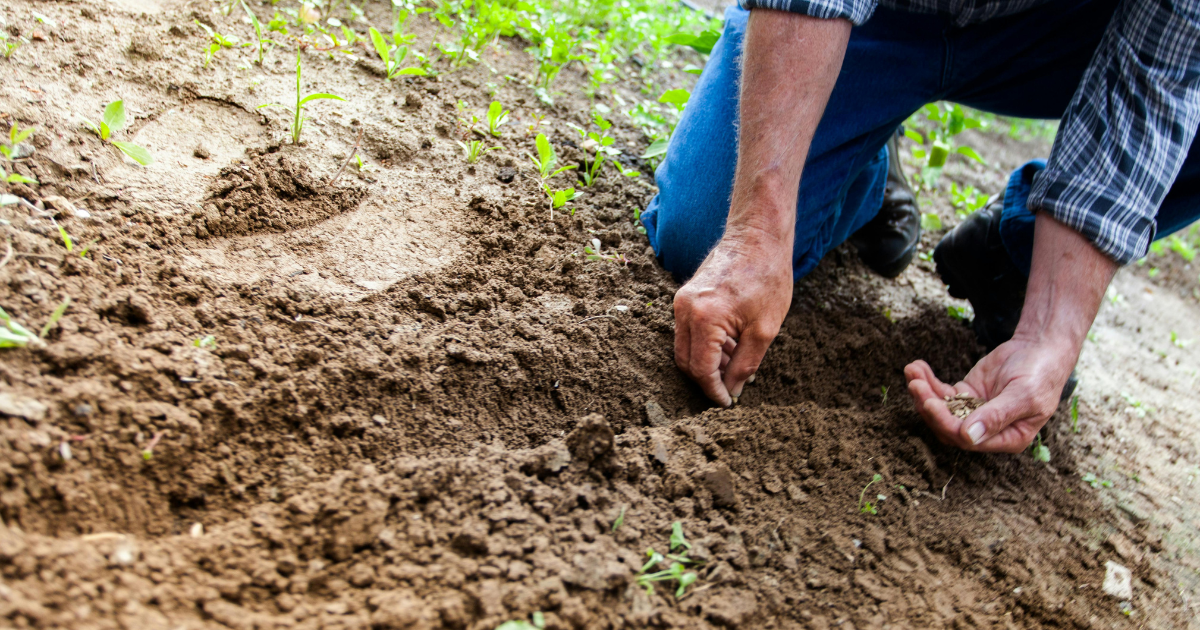 man planting seeds in a garden