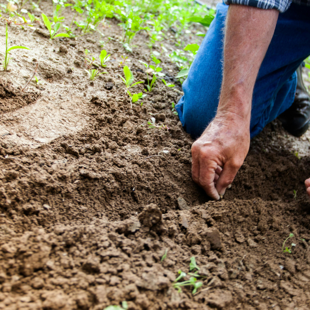 man planting seeds in a garden