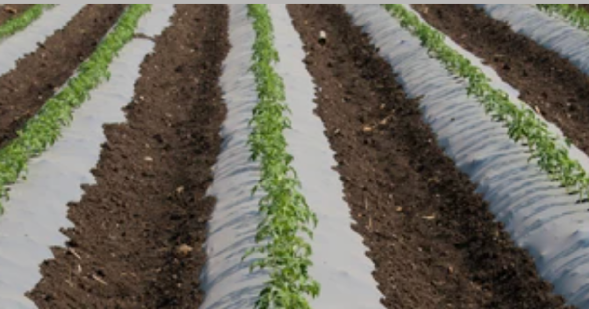 paper mulch planted in a garden bed