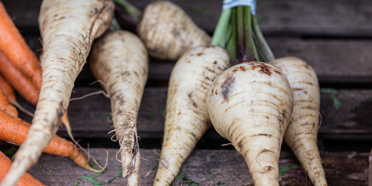 How to Grow Parsnips Parsnip Growing Guide — Seeds 'n Such