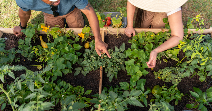 Grow Your Own Greens and Eat Healthy All Season Long with These 15 Vegetables