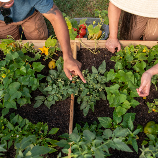 Grow Your Own Greens and Eat Healthy All Season Long with These 15 Vegetables