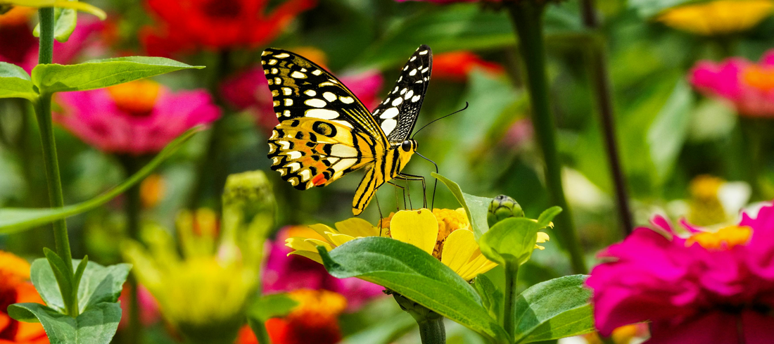 Best_Cut_Flowers_to_Grow_from_Seed_for_Stunning_Bouquets