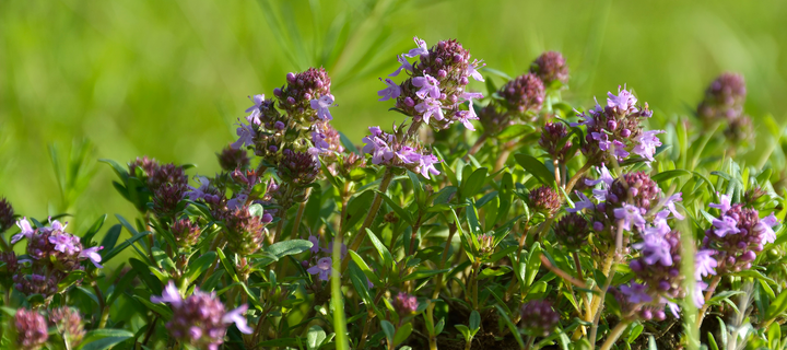 Adding Edible Plants To Front Yard Gardens
