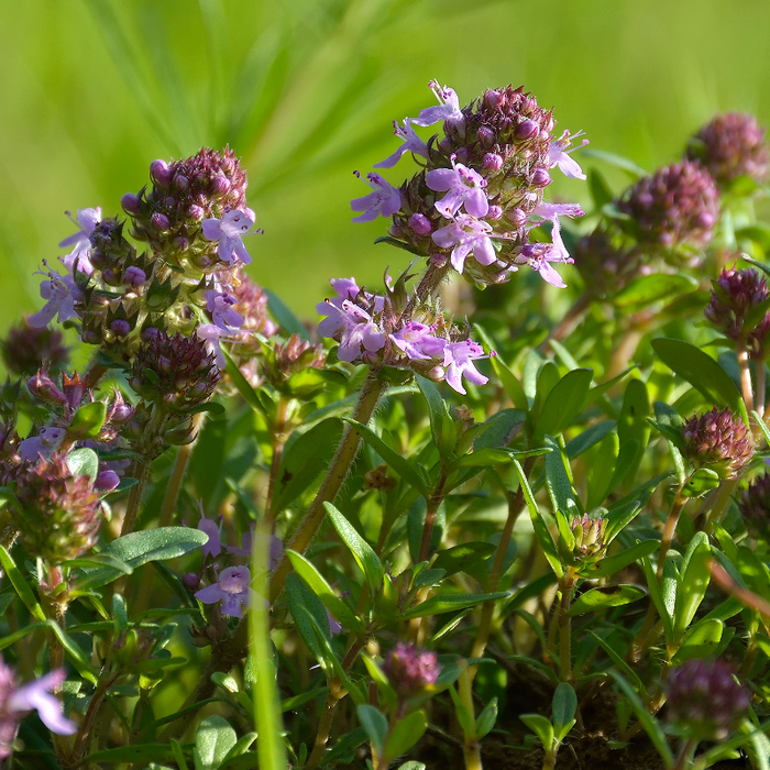 Adding Edible Plants To Front Yard Gardens