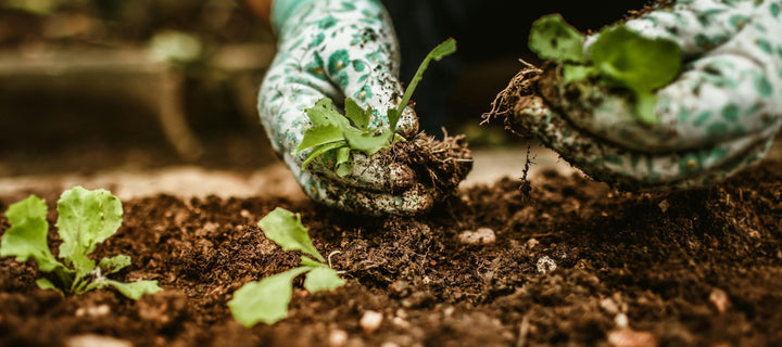 How To Thin Seedlings For Better Yield And Plant Health