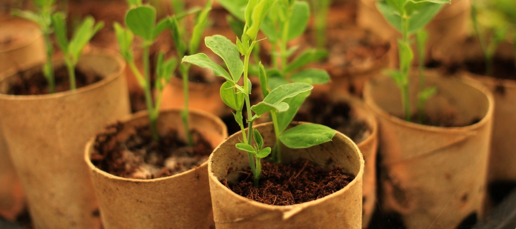 How To Harden Off Tender Seedlings Without Losing Them