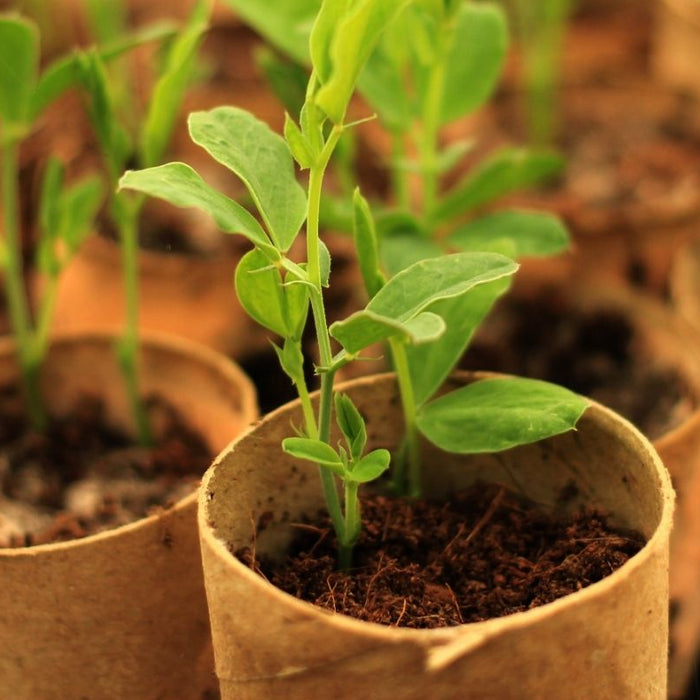 How To Harden Off Tender Seedlings Without Losing Them