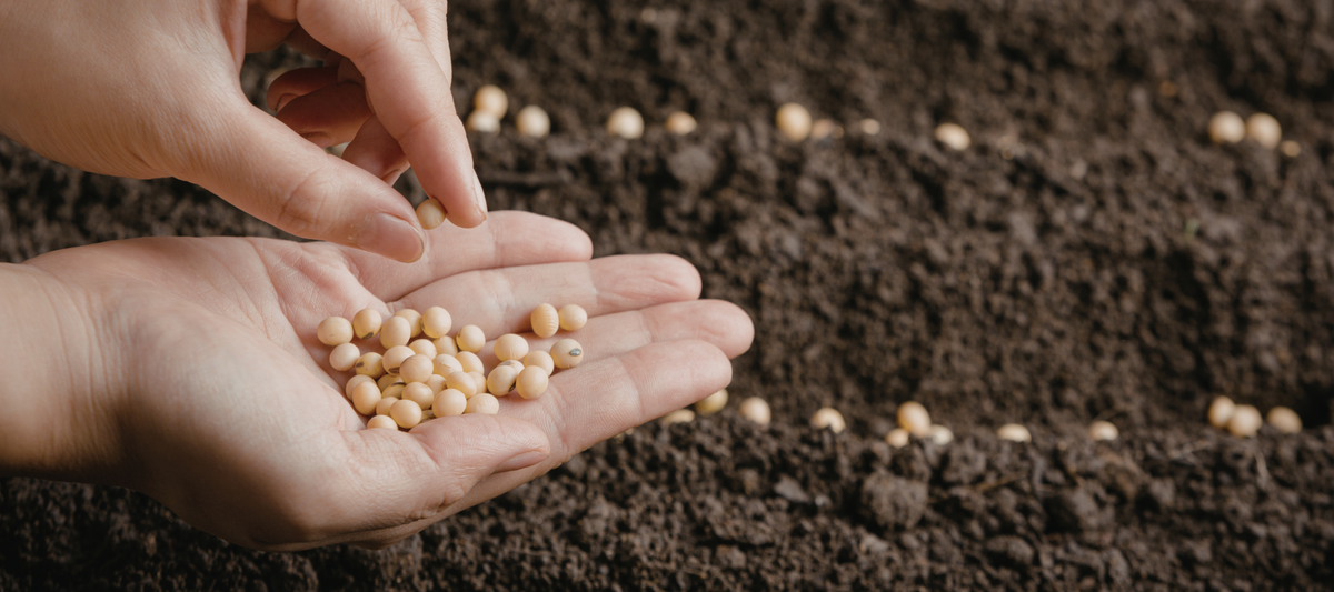 Proper Seed Spacing And Depth Made Easy