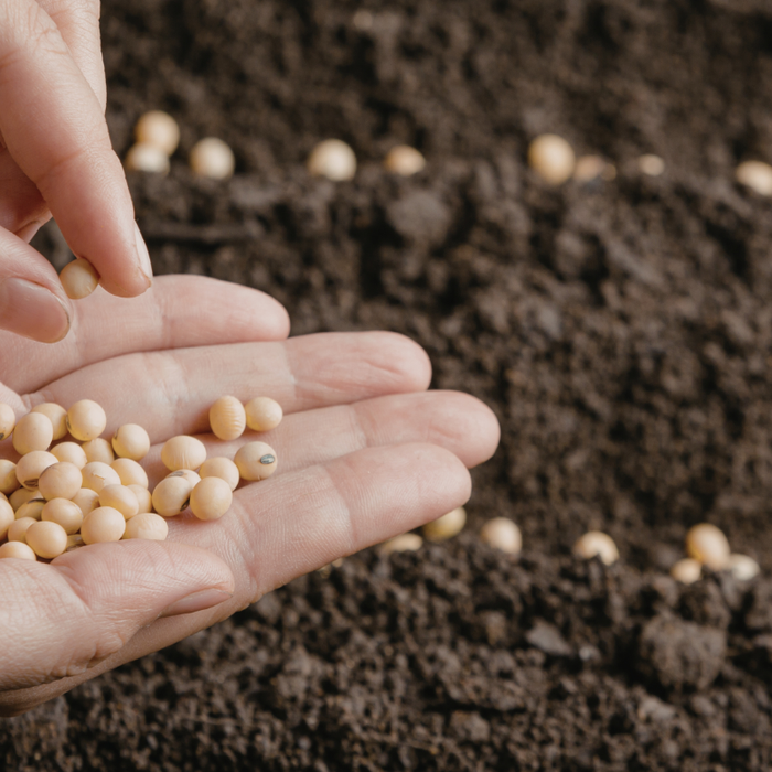 Proper Seed Spacing And Depth Made Easy