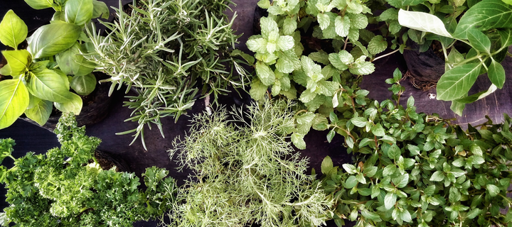 Beginner-Friendly Herbs To Start From Seed