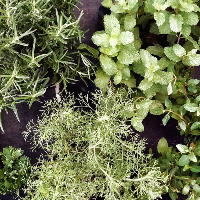 Beginner-Friendly Herbs To Start From Seed