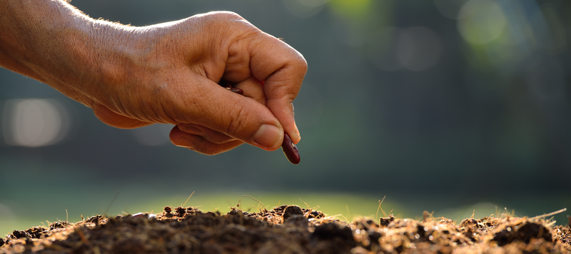 flower seeds images Yellow Mix Bulk Flower Seeds, 1lb