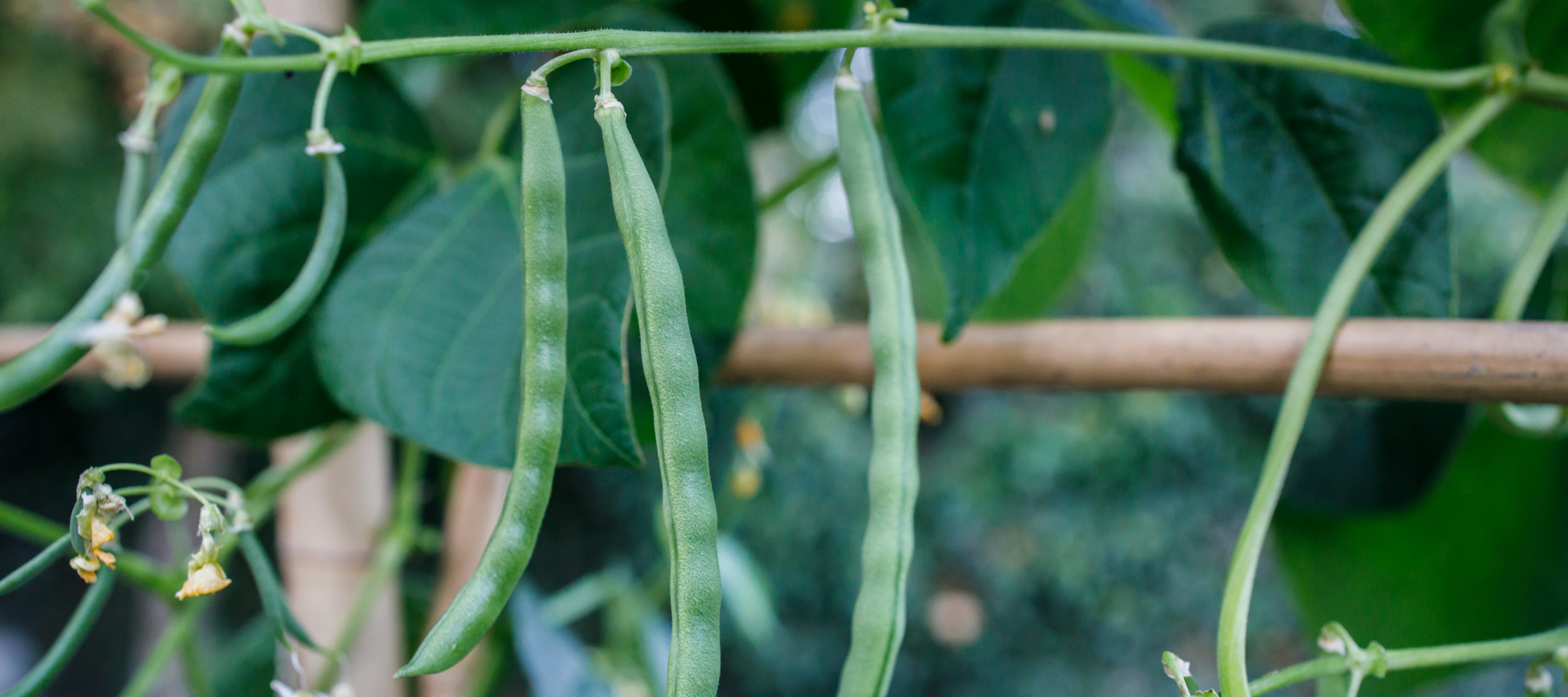 Maximizing Beans, Squash, Cucumbers, And Peas In Small Spaces
